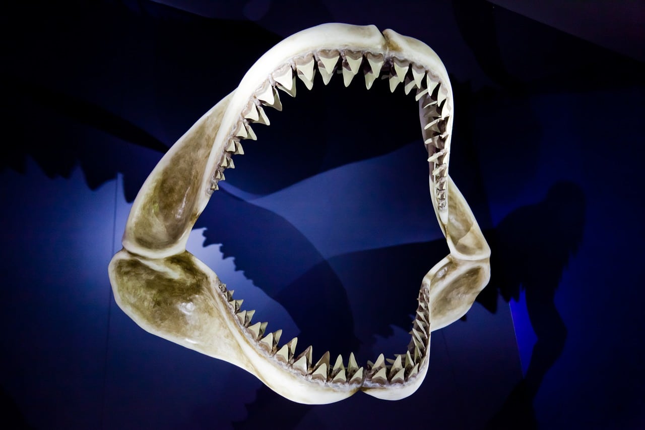 Shark Jaws as seen at one of the Attractions South Padre Island TX