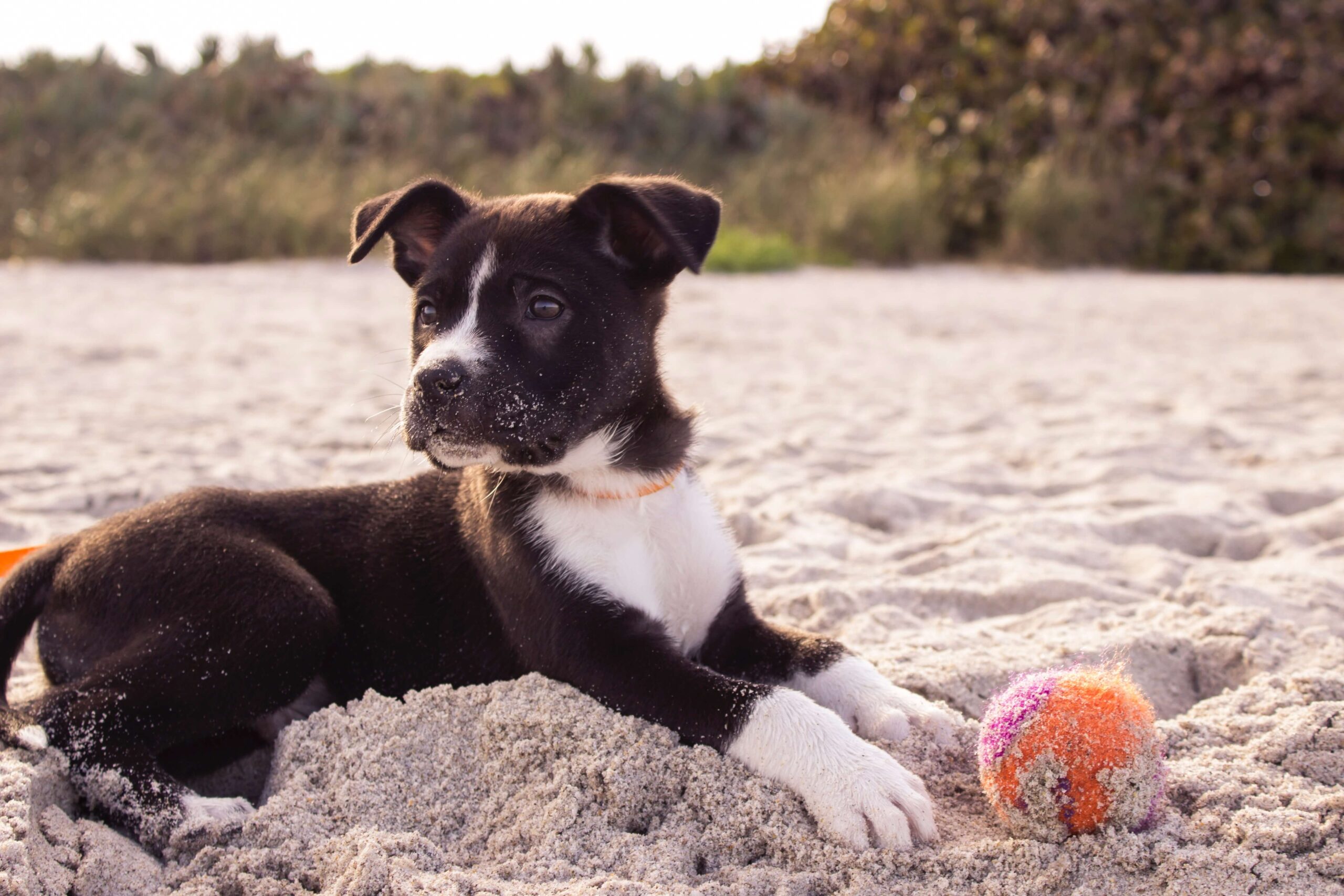 black and white puppy in the sand