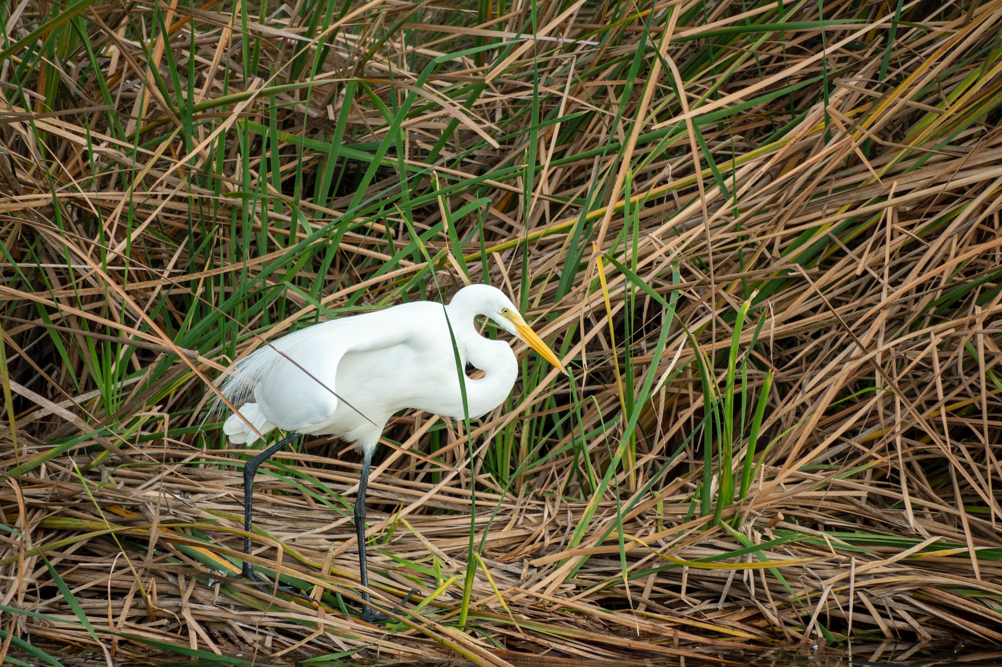 A white bird standing in a tall green