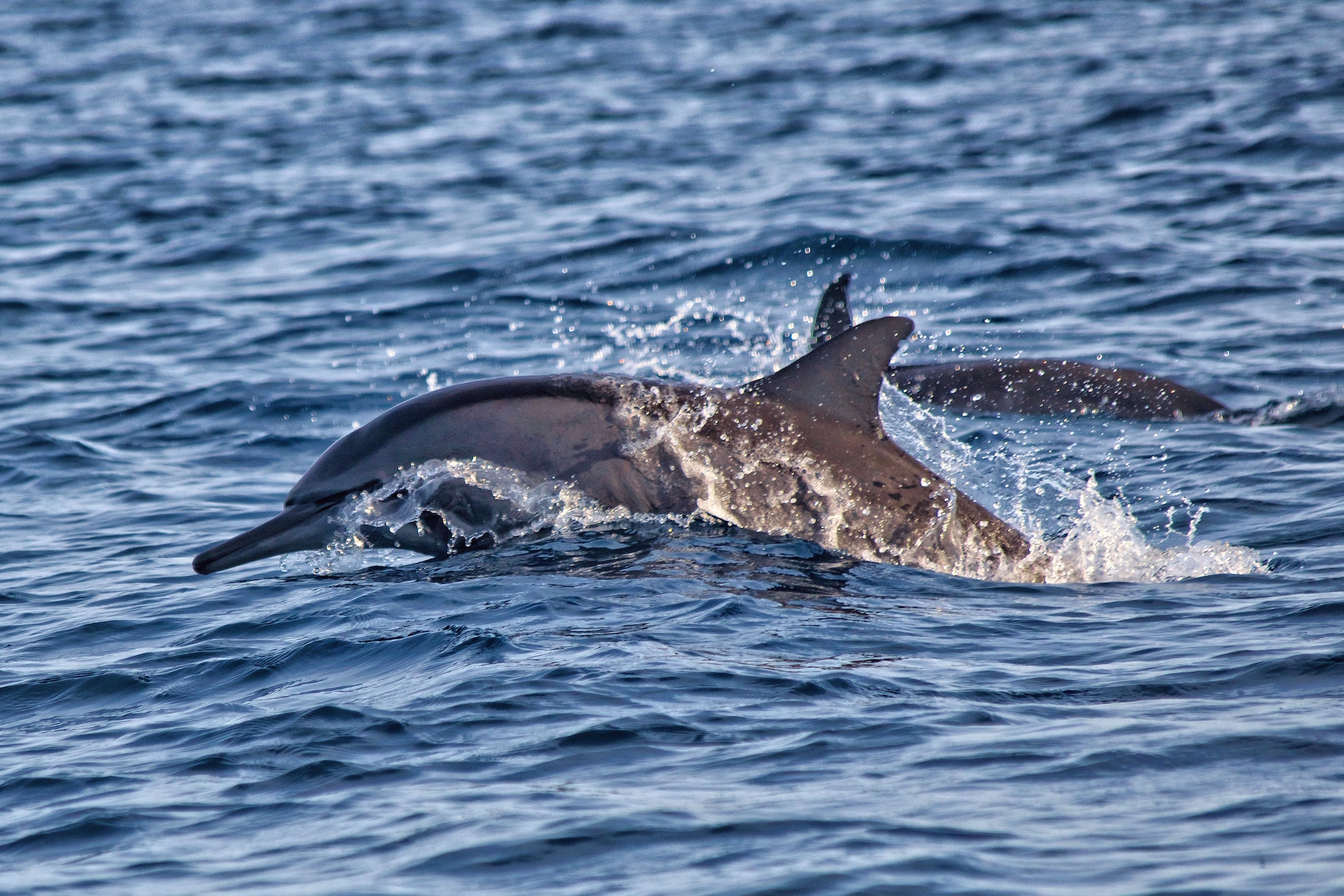 Dolphin Watch SPI A dolphin jumping out of the ocean