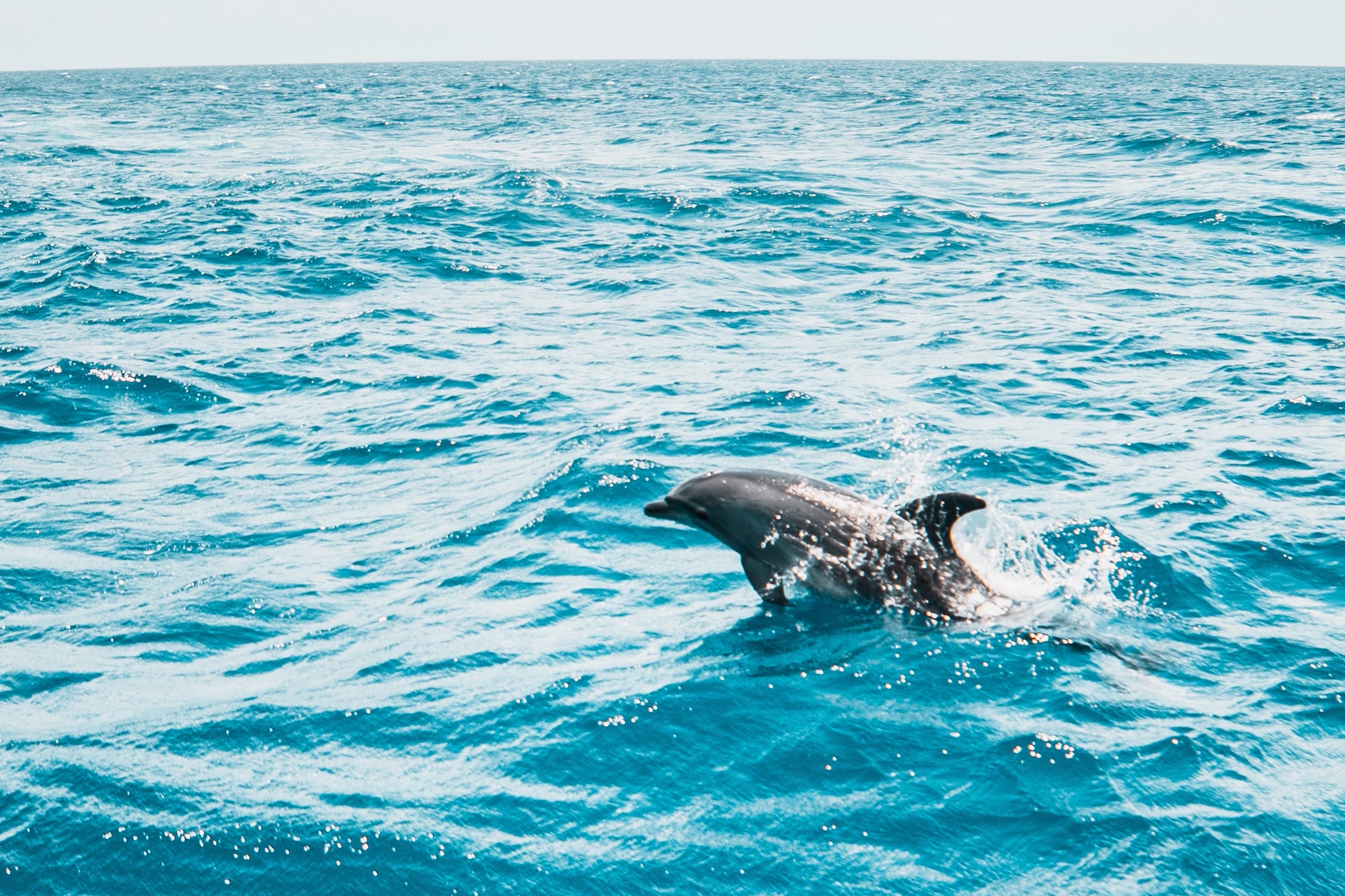 A dolphin jumping out of the water