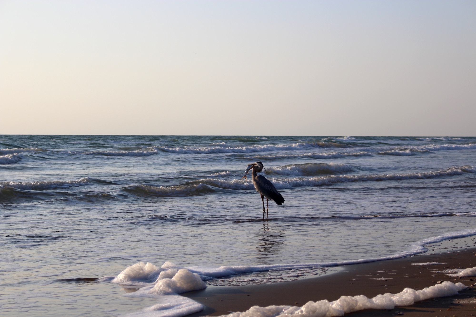 A brown bird at the beach