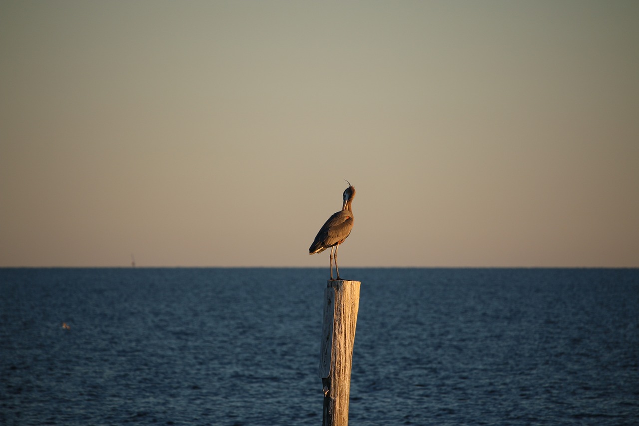 bird on beach