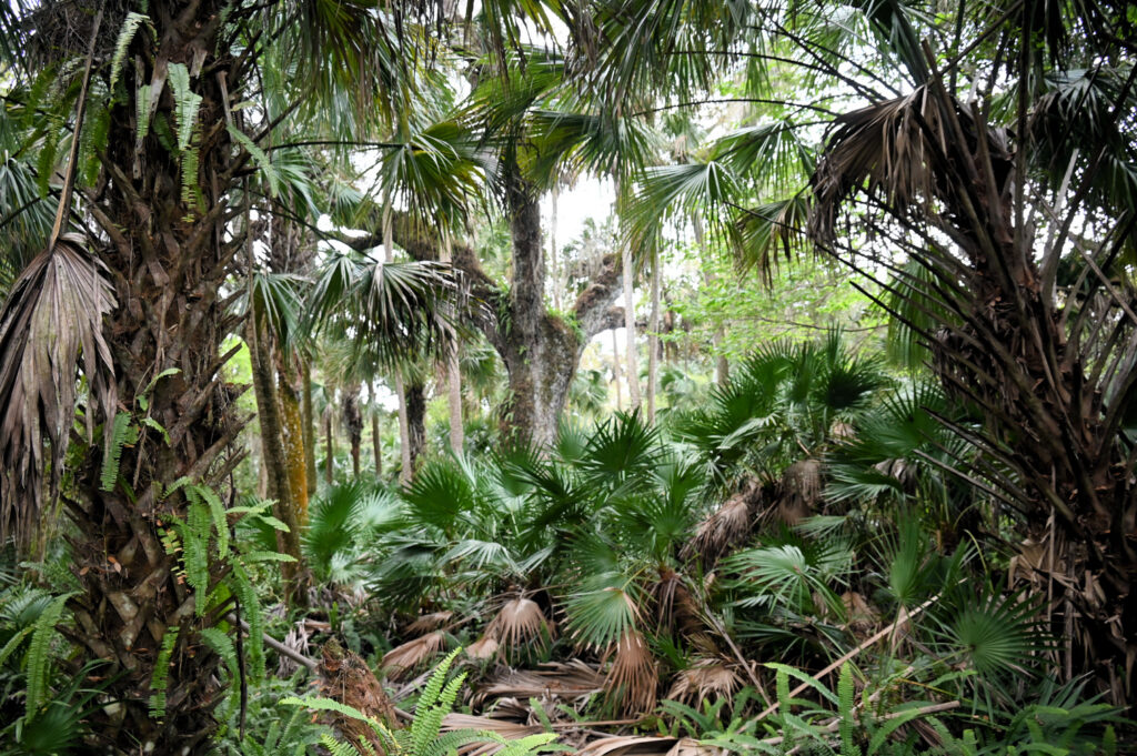 Sabal Palm Sanctuary